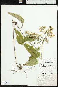 Symphyotrichum drummondii image