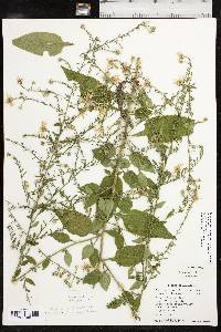 Symphyotrichum drummondii var. texanum image