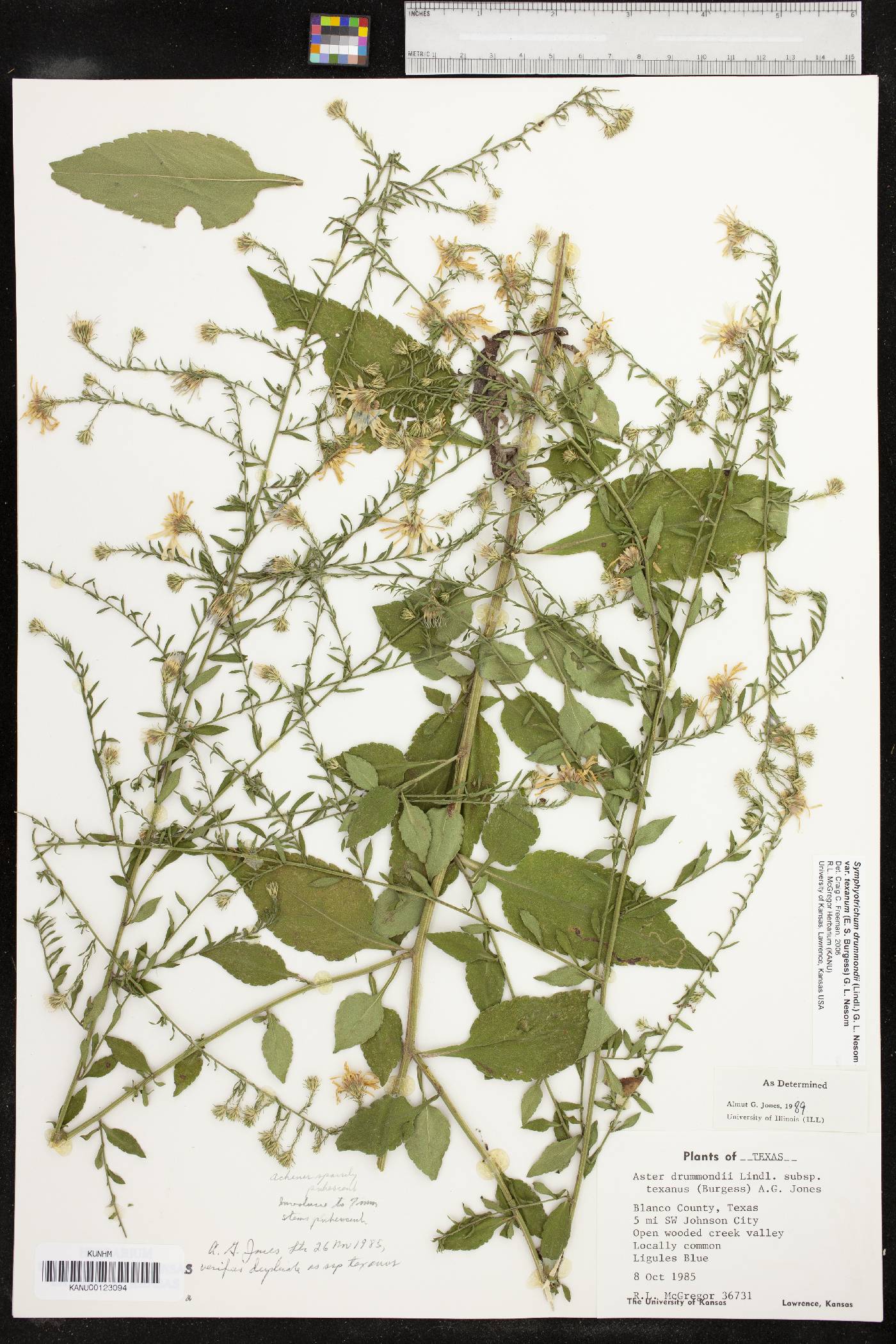 Symphyotrichum drummondii var. texanum image