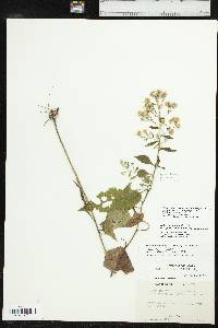 Symphyotrichum drummondii var. texanum image