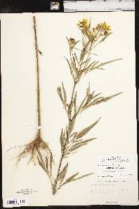 Bidens polylepis image