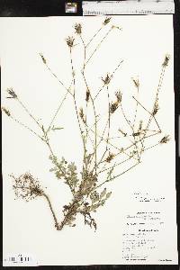 Bidens bipinnata image