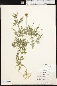 Bidens bipinnata image