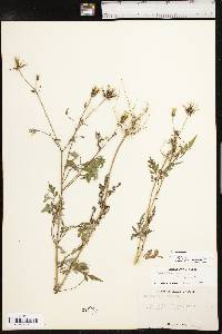 Bidens bipinnata image