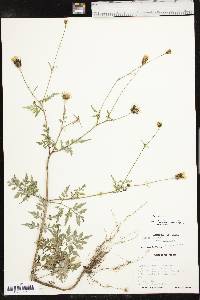 Bidens bipinnata image