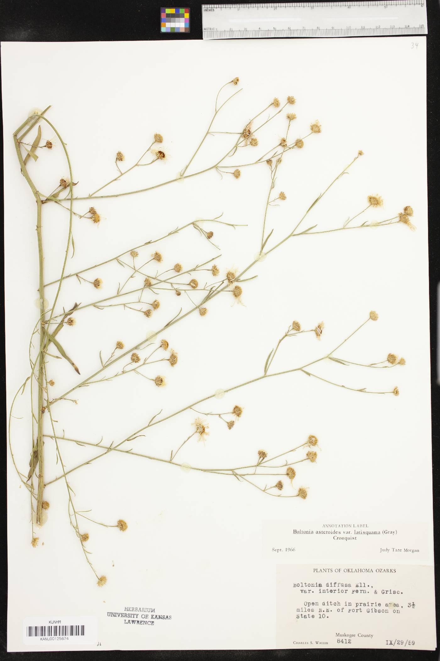 Boltonia asteroides var. latisquama image