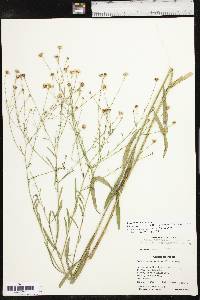 Boltonia asteroides image