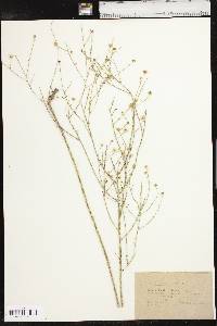 Boltonia diffusa image
