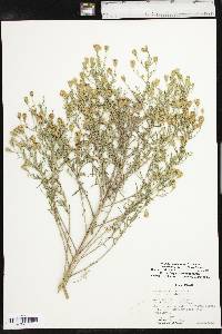 Brickellia eupatorioides var. corymbulosa image