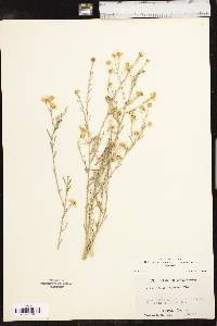 Boltonia asteroides var. latisquama image