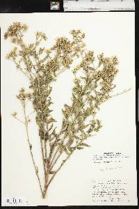 Brickellia eupatorioides image