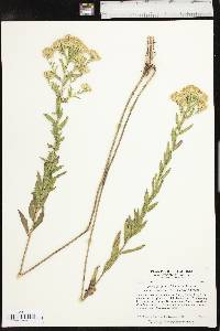 Brickellia eupatorioides image