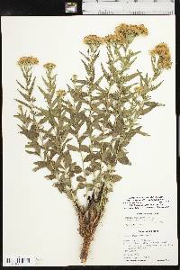 Brickellia eupatorioides var. corymbulosa image