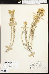 Ericameria nauseosa var. graveolens image