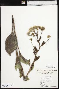 Arnoglossum plantagineum image