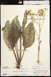 Arnoglossum plantagineum image