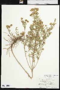 Symphyotrichum oblongifolium image