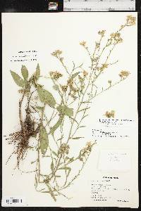 Symphyotrichum oolentangiense image