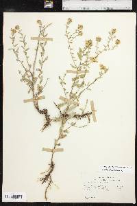 Symphyotrichum oblongifolium image