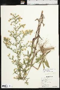 Symphyotrichum pilosum var. pilosum image