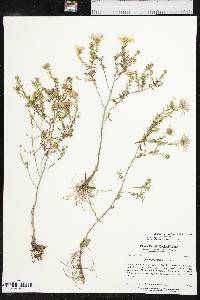 Symphyotrichum oblongifolium image