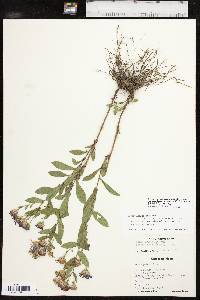 Symphyotrichum patens var. patentissimum image