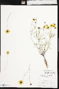 Coreopsis tinctoria image