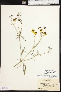 Coreopsis tinctoria var. tinctoria image