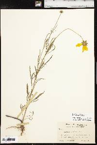 Coreopsis grandiflora image