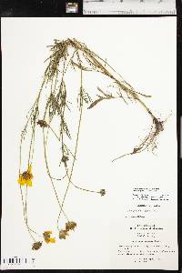 Coreopsis grandiflora var. harveyana image