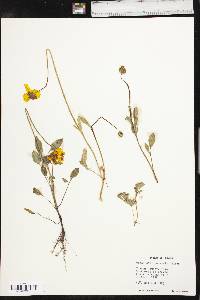 Coreopsis nuecensis image