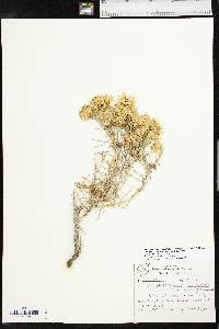 Ericameria nauseosa var. graveolens image