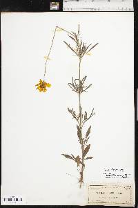 Coreopsis grandiflora image