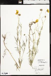 Coreopsis grandiflora var. harveyana image