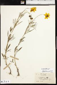 Coreopsis grandiflora var. harveyana image