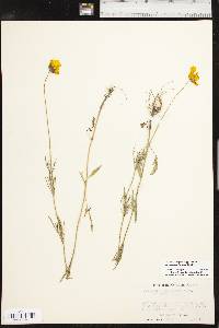 Coreopsis grandiflora var. harveyana image