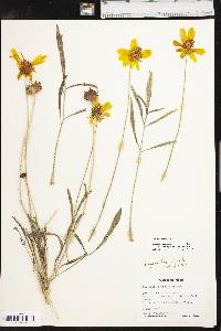 Coreopsis lanceolata image