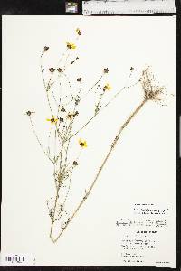 Coreopsis tinctoria var. tinctoria image