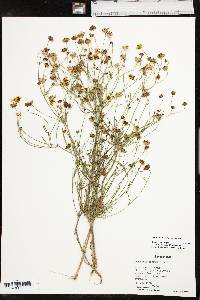 Coreopsis tinctoria image