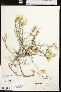 Lorandersonia baileyi image