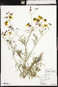 Coreopsis tinctoria var. tinctoria image