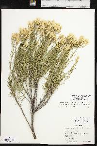 Lorandersonia baileyi image