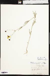 Coreopsis tinctoria image