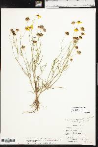 Coreopsis tinctoria image