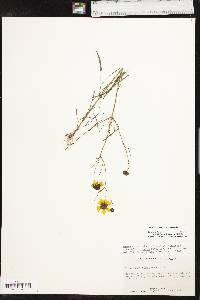 Coreopsis tinctoria var. tinctoria image