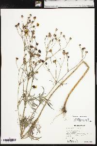 Coreopsis tinctoria var. tinctoria image