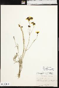 Coreopsis tinctoria var. tinctoria image