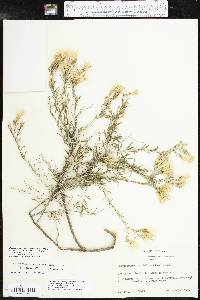 Lorandersonia baileyi image