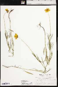 Coreopsis grandiflora image