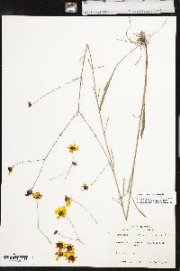 Coreopsis tinctoria image